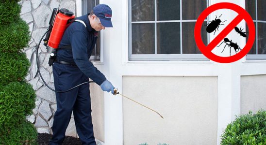 Dinar Bit İlaçlama böcek ilaçlama ve haşere kontrolü — ilaclama-tr.com